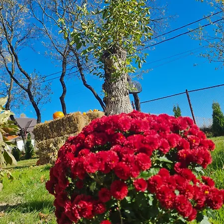 Alio Zarnesti